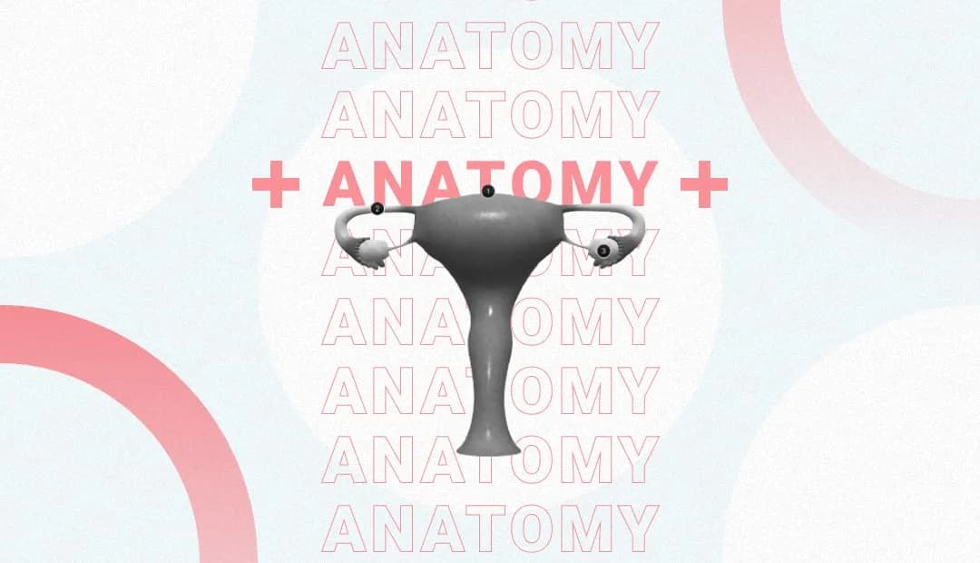 Uterus preview